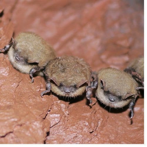 Little brown bats photographed by Dr. Christine Salomon, who will lecture about research in biocontrol agents for White Nose Syndrome at UNCG Nov. 2
