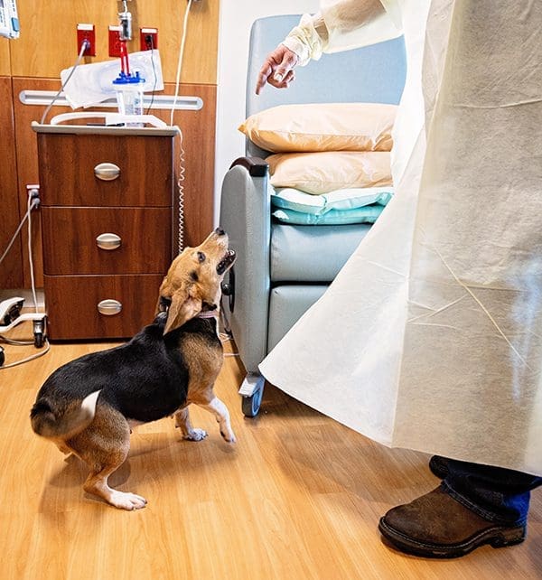 Harley the beagle at work in a hospital room.