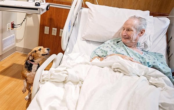 Harley the beagle stands near a patient in bed