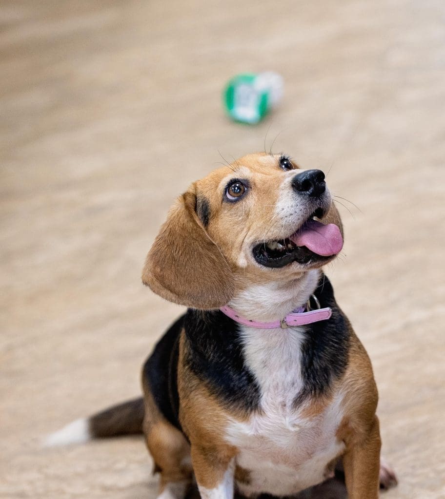 Harley the beagle sits and smiles.