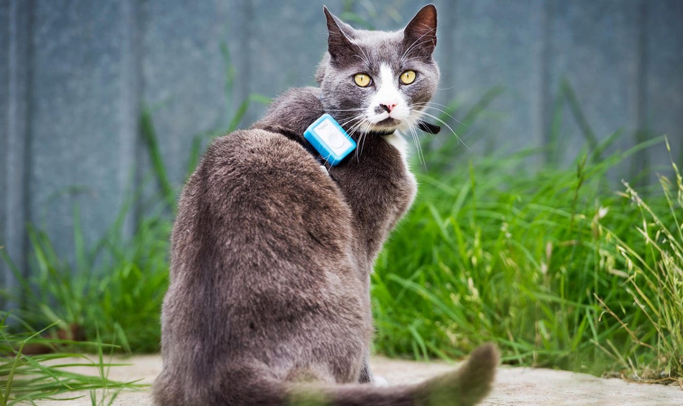 Cat with tracking device