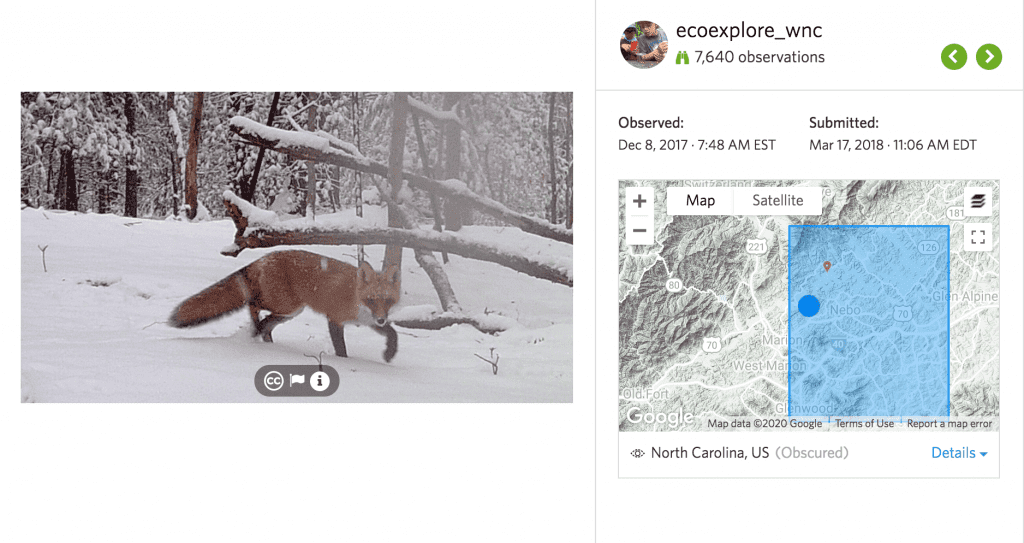 Red fox in snow, as part of the iNaturalist interface