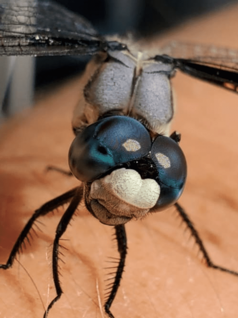 Close up shot of great blue skimmer insect