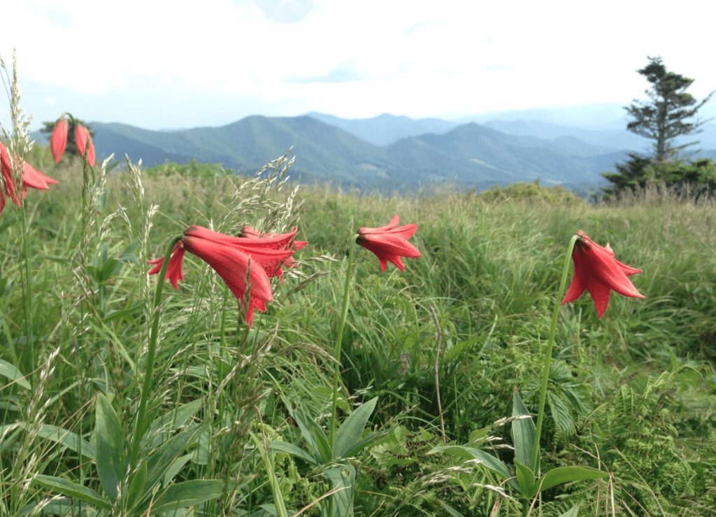 Red blooms on a mountain bald