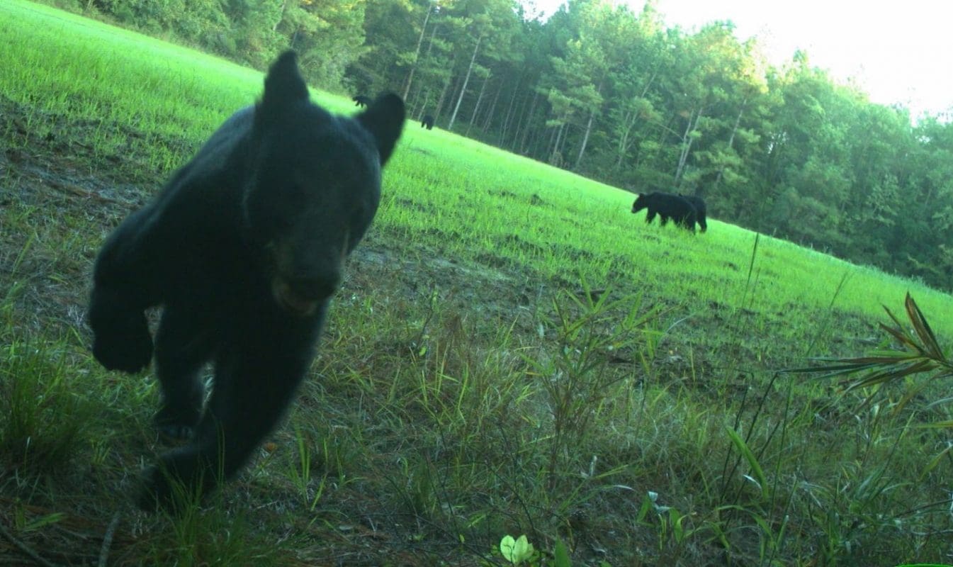 A citizen science image of bears