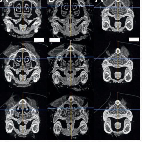 Inside Our Bones: 3-Dimensional MRI imaging in the classroom